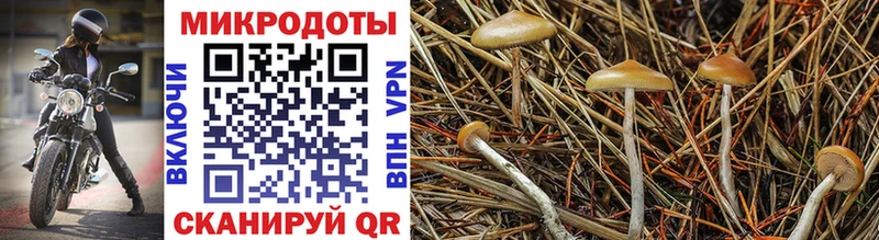 Купить закладки  Ковров  Галлюциногенные грибы GOLDEN TEACHER 